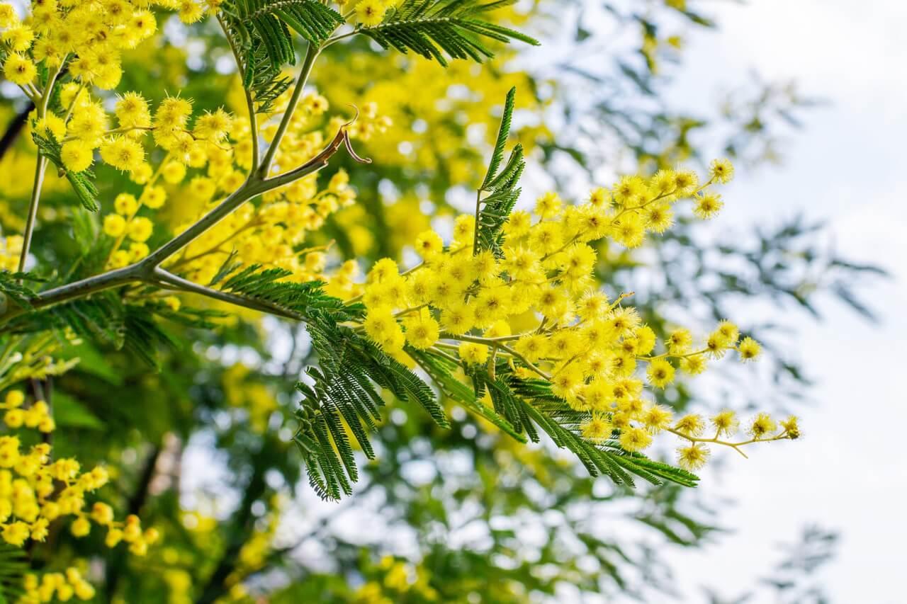 Descubra se a mimosa engorda: calorias e aspectos nutricionais que você ...